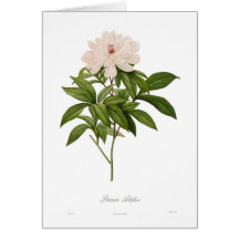Peonia albiflora greeting card