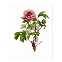 Peonia moutan by Pierre-Joseph Redouté Postcards