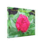 Peonie After Rain Wrapped Canvas Stretched Canvas Prints
