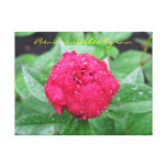 Peonie After Rain Wrapped Canvas Stretched Canvas Print