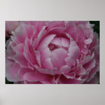 Peonies in Full Bloom Print
