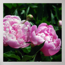 Peonies Posters