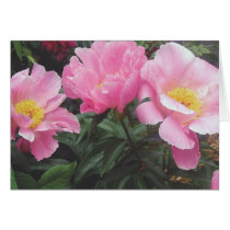 Peonies, 'Sea Shell' Greeting Cards