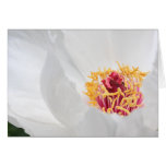 Peony cards