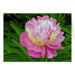 Peony Flower cards