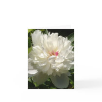 Peony Garden