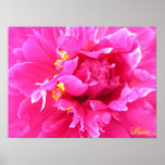 Peony in Bloom Poster/Painting