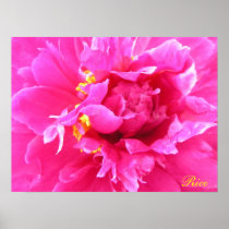 Peony in Bloom Poster/Painting