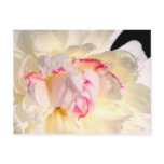 Peony In Morning Light Postcard