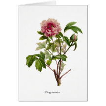 Peony moutan cards