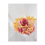 Peony postcards