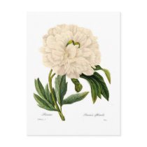 Peony Postcard