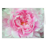 Peony 'Sarah Bernhardt' cards