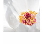 Peony t-shirts