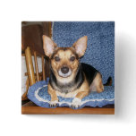 Pepper the Dog Lounging Button