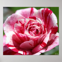Peppermint Rose Poster