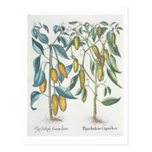 Peppers: 1.Piper Indicum filiquis flavis; 2.Piper Post Card