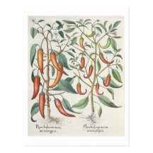 Peppers: 1.Piper Indicum maximum longum; 2.Piper I Postcards