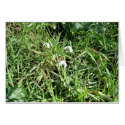 Perce-Neige cards