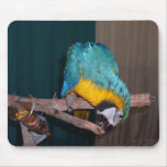 Perch Chewing Macaw Mouse Pads