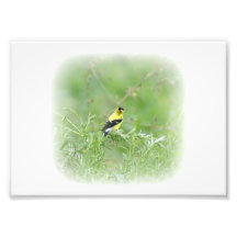 Perched 7x5 Photographic Print
