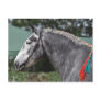 Percheron draught   horse mare postcard