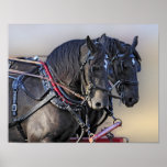 Percheron Draught   Horse Work Team posters