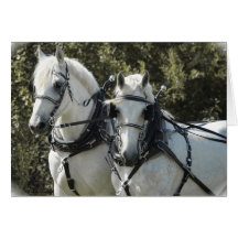 Percheron Team Greeting Card