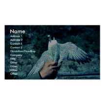 Peregrine Falcon Business Card Template