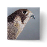 Peregrine Falcon
