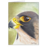 Peregrine Falcon card