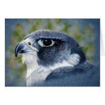 Peregrine Falcon Card