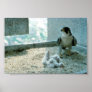 Peregrine Falcon Chicks, Female Print