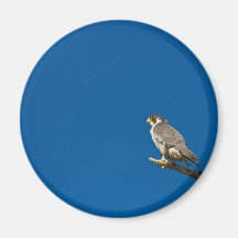 Peregrine Falcon Fridge Magnet
