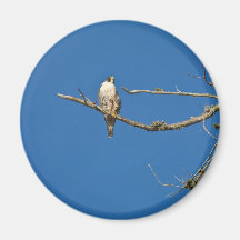 Peregrine Falcon Fridge Magnets