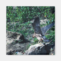 Peregrine Falcon Fridge Magnets