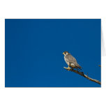 Peregrine Falcon Greeting Cards