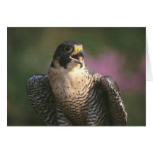 Peregrine Falcon Greeting Cards