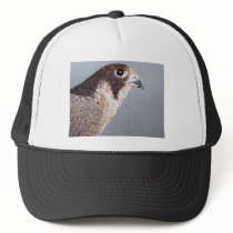 Peregrine Falcon