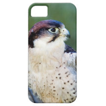 Peregrine Falcon iPhone 5 Cover