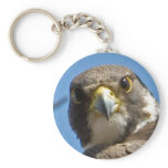 Peregrine Falcon Keychain