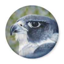 Peregrine Falcon Magnet