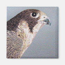 Peregrine Falcon Magnet