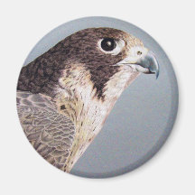 Peregrine Falcon Magnet