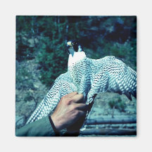 Peregrine Falcon Magnet