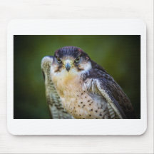 Peregrine Falcon Mouse Pad