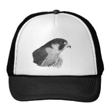 Peregrine Falcon-Pencil Hat