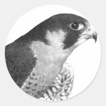 Peregrine Falcon-Pencil Round Stickers