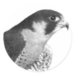Peregrine Falcon-Pencil stickers