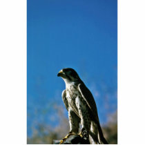Peregrine Falcon Photo Sculpture
